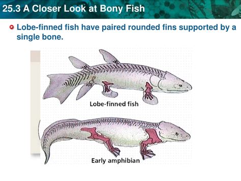 Ppt Key Concept Bony Fish Include Ray Finned And Lobe Finned Fish