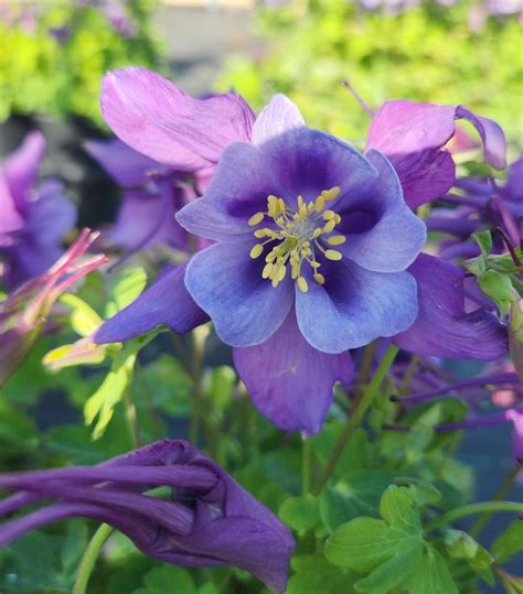 Aquilegia X Earlybird™ Purple Blue Earlybird™ Purple Blue Columbine From Prides Corner Farms