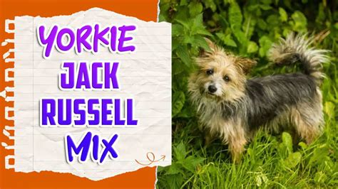 Yorkie Jack Russell Mix: Dog Breed Information