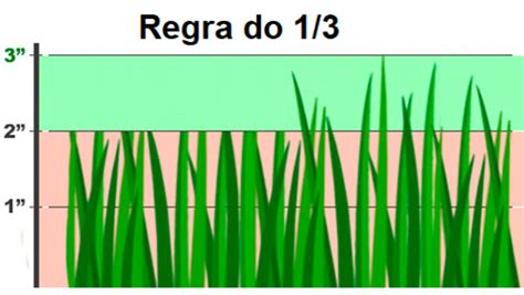 Corte Do Gramado Do Campo De Futebol