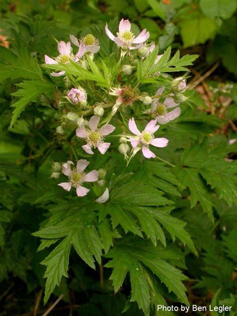 Blackberry Identification And Control Rubus Spp King County