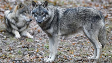 Wölfe in Deutschland Immer mehr Rudel gesichtet