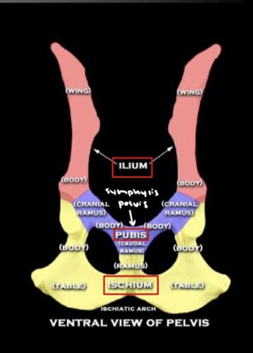 Anatomy Exam Osteology Bones Of Pelvic Limb Flashcards Quizlet