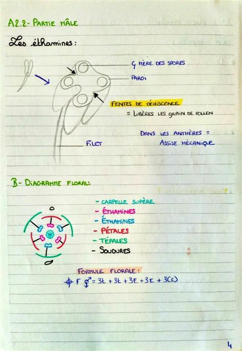 D Couvrir Imagen Diagramme Floral Et Formule Florale Fr