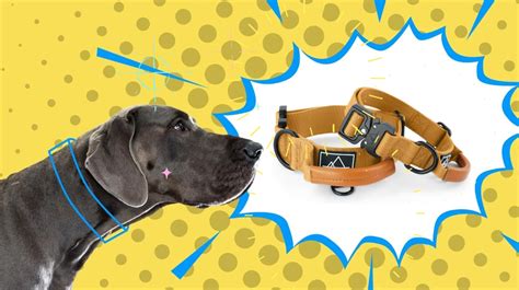 Heavy-Duty Dog Collars for Heavyweight Doggies | Sporty Dog