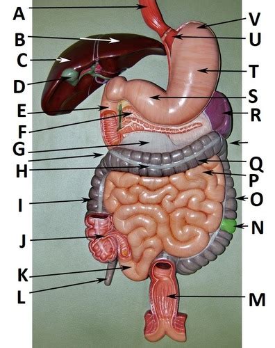 Lab Digestive System Plaque Flashcards Quizlet