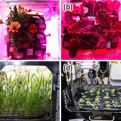 Photos of plants growing aboard the International Space Station (ISS ...