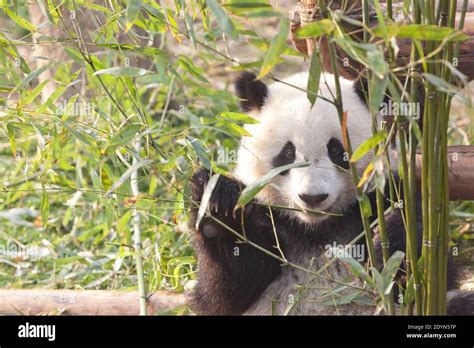 Panda comiendo bambú en la base de Investigación de Chengdu de cría de