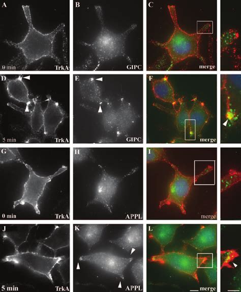 Recruitment Of GIPC And APPL To TrkA Endocytic Vesicles After