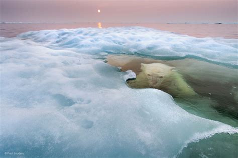 The water bear | Wildlife Photographer of the Year | Natural History Museum