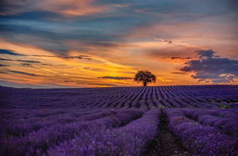 Campos De Lavanda En La Provenza Francesa Los Viajes De Mary Blog