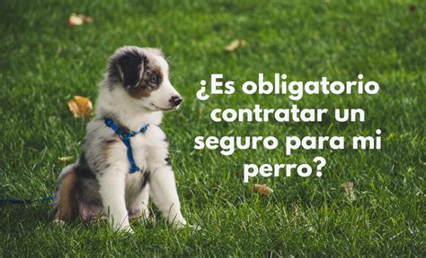 Son Seguros Para Tu Perro