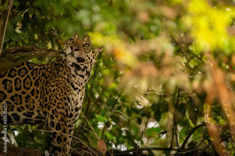 Beautiful and endangered american jaguar in the nature habitat ...