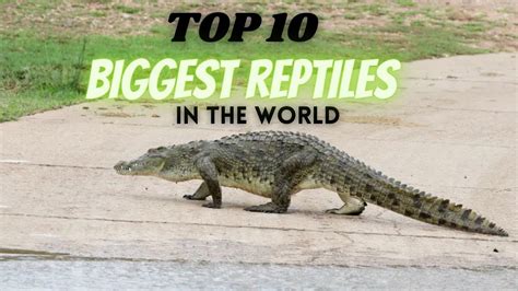 Top 10 Biggest Reptiles In The World Youtube