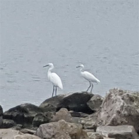 Crosby Marina, Liverpool, UK - these can't be Snowy Egrets, can they ...