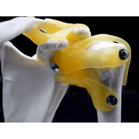 Shoulder Joint Model