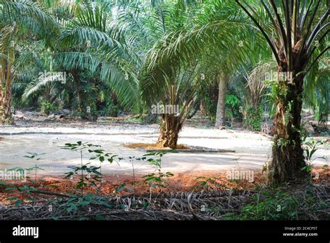 oil palm trees plantation  malaysia stock photo alamy