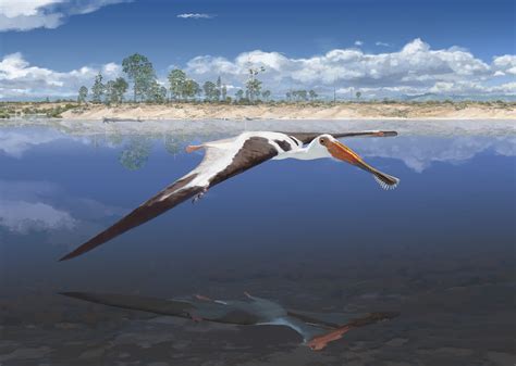 Paleontologists Unearth New Species Of Pterosaur In Portugal Sci News