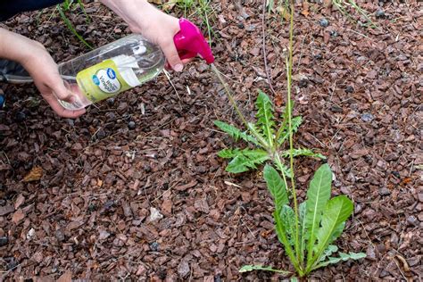 How To Completely Kill Grass And Weeds Storables