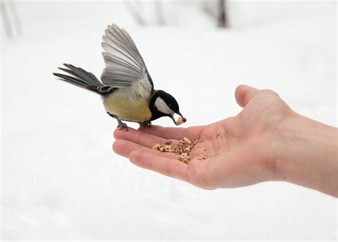 TALKING GARDENING with DOUG - Winter Bird Feeding