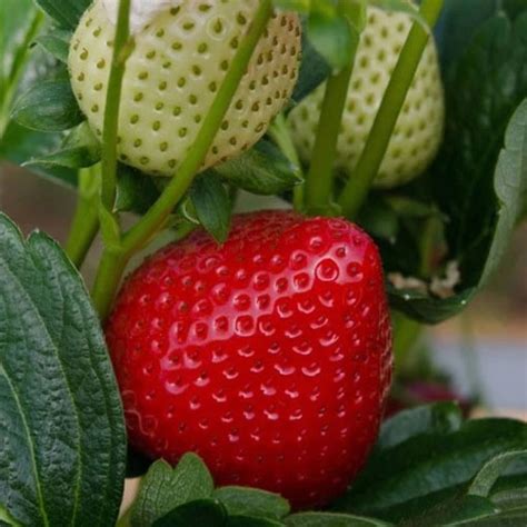 Nasiona Truskawka Deserowa Strawberry Afr Fragaria Ananassa Duchesne