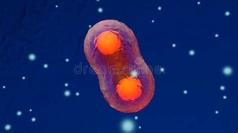 Dividing stem cells stock illustration. Illustration of reproduction - 212802902