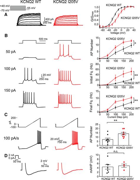 Loss Of Function Kcnq2 Variant Kcnq2 I205v Leads To L23 Pyramidal