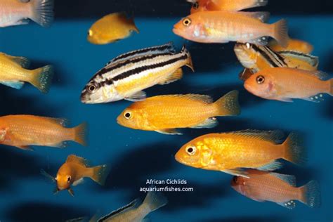 African Cichlid Guide Types Tank Mates Tank Size Care Etc