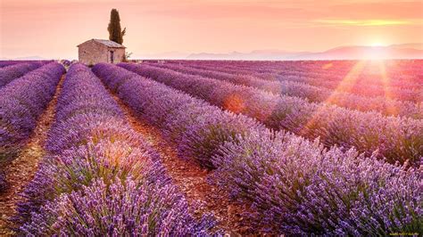 34 Lavender Fields In France Wallpapers - Wallpaperboat