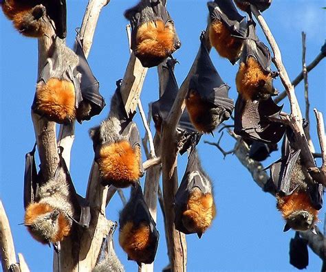 grey-headed flying fox | NSW govt ‘destruction of flying fox habitat’ – Echonetdaily | Fox ...