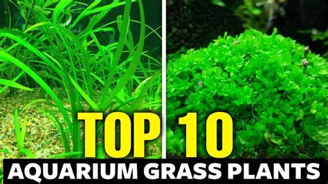 Top Aquarium Grass Plants Youtube