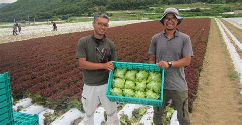 高冷地の夏どりで好評 雨に強く作業性がよい 長野県川上村のリーフレタスフレアルージュ 産地ルポ 最前線WEB タキイ種苗