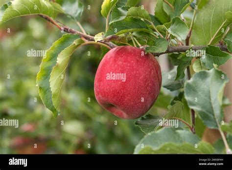 Apple Malus Domestica Rosy Glow Malus Domestica Rosy Glow