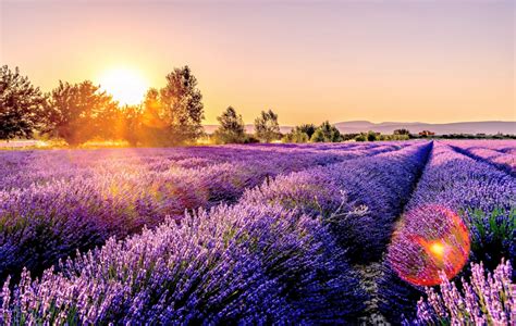 The Ultimate Guide To Growing French Lavender