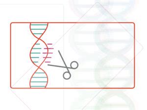 Applications Of Crispr Cas In Medical Science Diagnostics Research