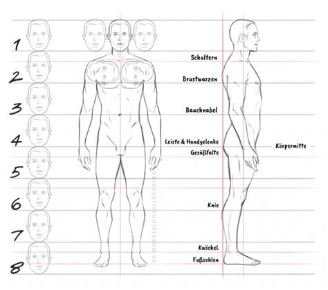 Proportionen Des Menschen K Rperproportionen In Der Kunst