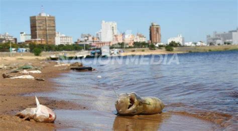 Diario Hoy Mortandad De Peces En Asunci N Diario Hoy