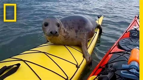 Adorable Seal Catches A Ride On A Kayak National Geographic Youtube