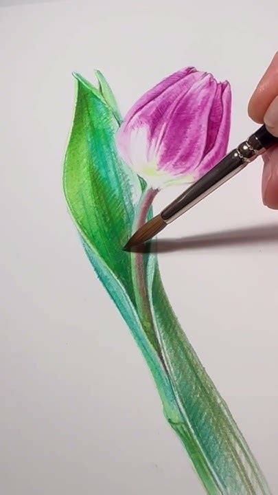 Shorts Botanical Art 보태니컬 아트튤립그리기 수채 색연필 물처리painting Tulip Youtube