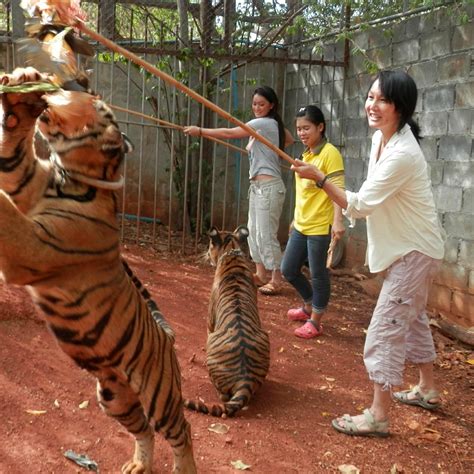 Tiger Temple Wat Pa Luang Ta Bua Sai Yok