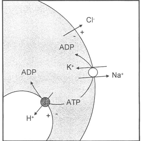 Neurotransmitter action and reuptake. Neurotransmitters released by ...