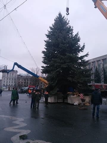 Bradul Cumparat De Silvia Radu A Fost Instalat In PMAN Primarul