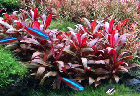 Alternanthera Reineckii Mini Aquatic Plant