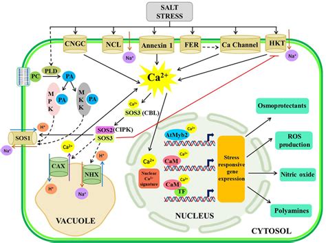 Illustrative Representation Of Crosstalk Among Ca Signaling