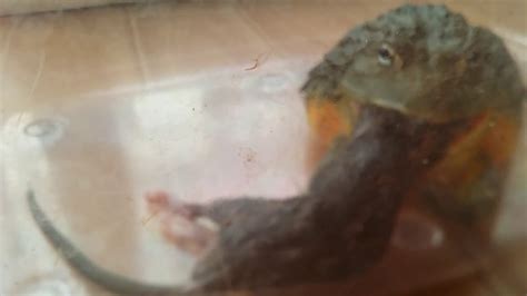 Giant African Bullfrog eating a rat. Pyxicephalus adspersus Fatfrogs ...