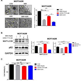 Berberine BBR Inhibits Autophagy And Reverses Doxorubicin ADR