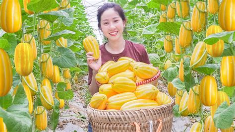 Harvesting Korean Yellow Melon Garden Goes To The Market To Sell