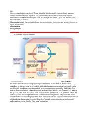 Understanding Metabolism and Nutrient Processing in Human | Course Hero