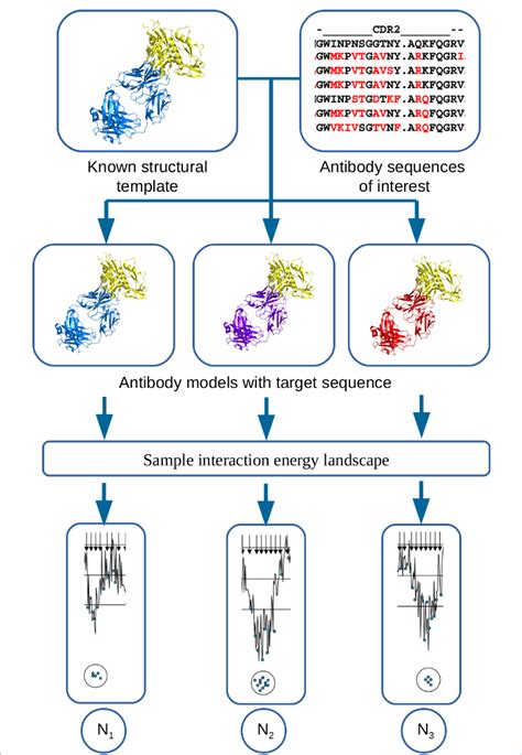 Antibody Maturation Abc Group