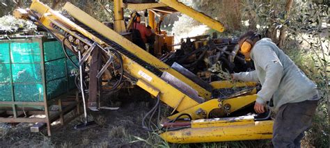 Una visita a la finca Cerro Guacho en Catamarca Cuándo se cosechan